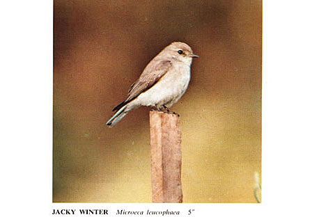 Jacky Winter native Australian Robin Jacky Winter native Australian Robin