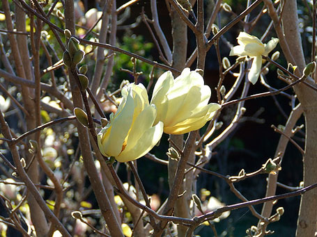 Pale Yellow Magnolia photograph by Queensland-based ceramicist Shannon Garson. Pale Yellow Magnolia photograph by Queensland-based ceramicist Shannon Garson.