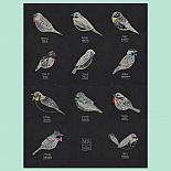 Birds of Australia A4 Print by Amy Borrell