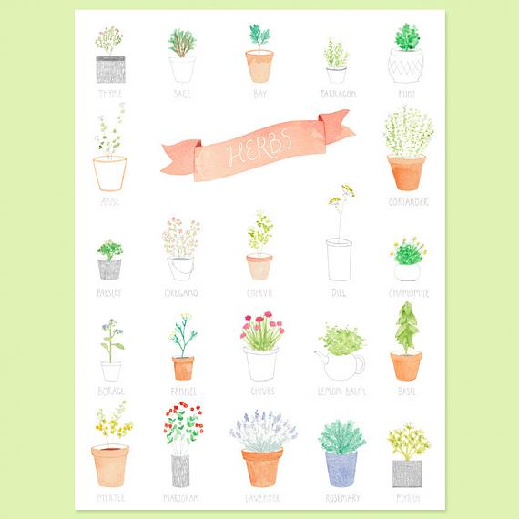 Herbs A4 Print by Amy Borrell