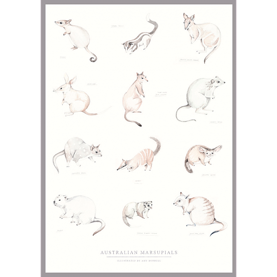 Marsupials A3 Print by Amy Borrell